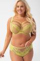 Gorsenia - Full brief - Gorsenia 43